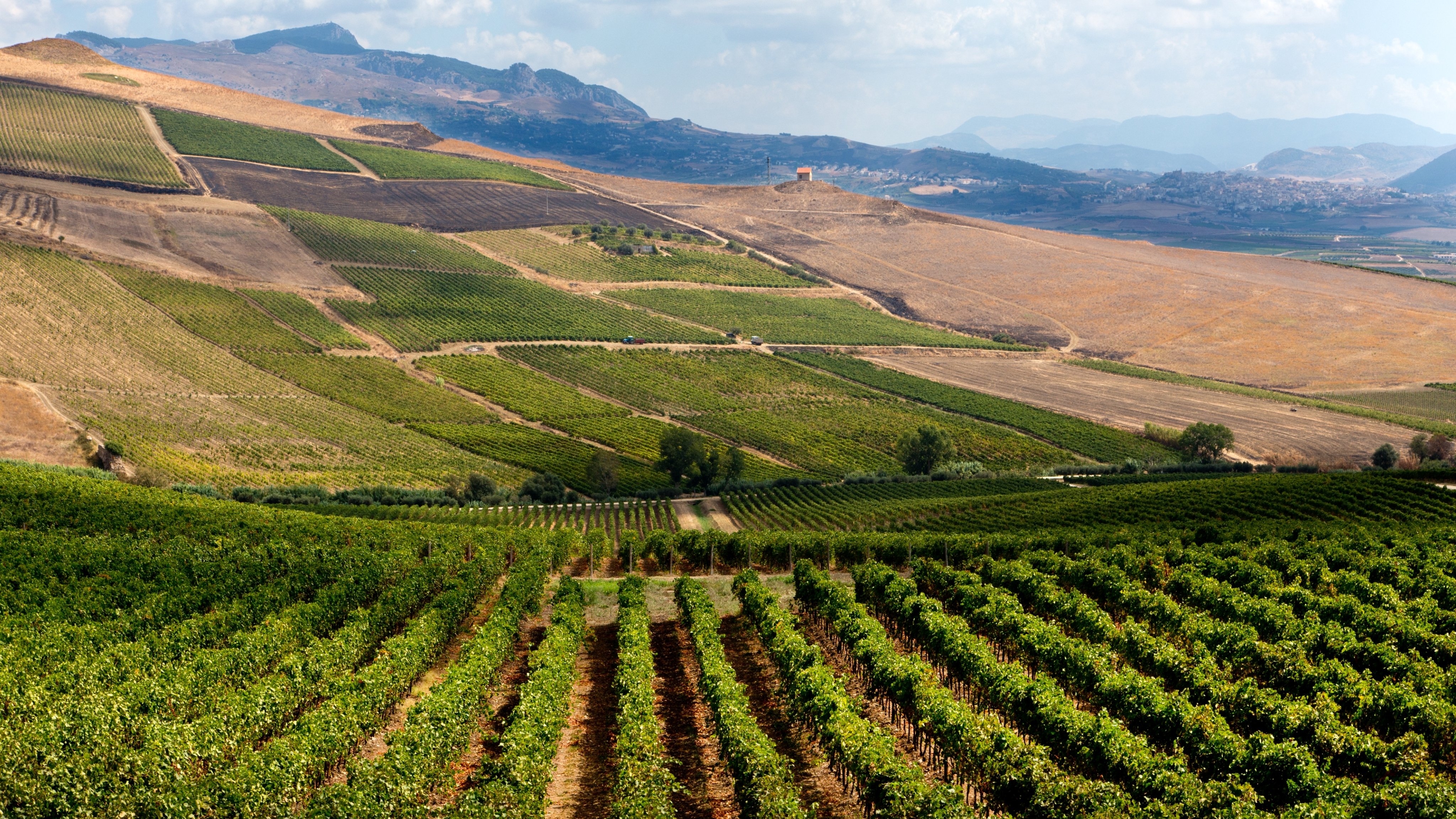 Planeta wineries. Sambuca di Sicilia. Wine Estate dell&#039;Ulmo. Sicily. Italy. Europe