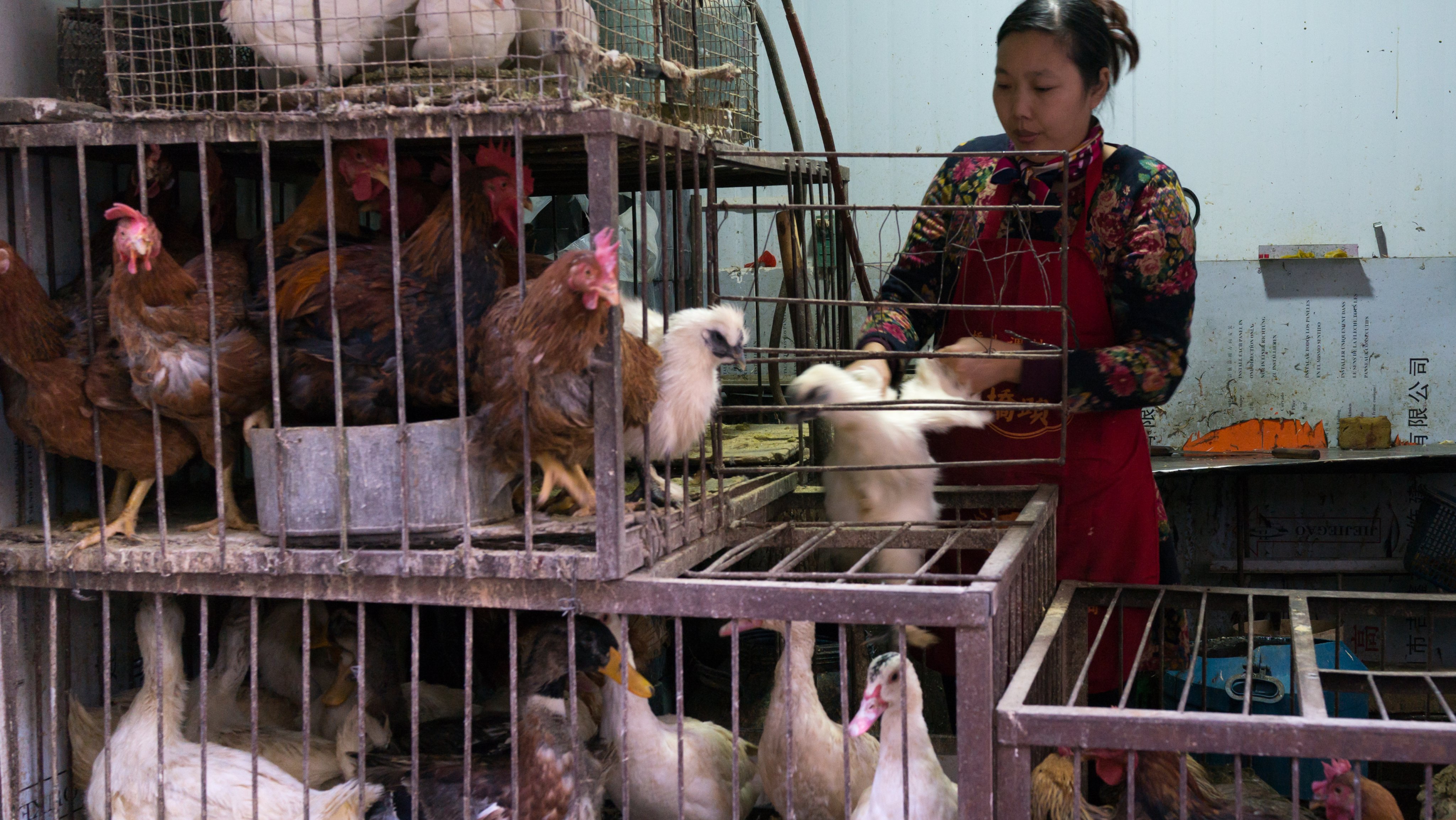 Woman selling live chickens and ducks in cages at a food market, Gansu province, Lanzhou, China