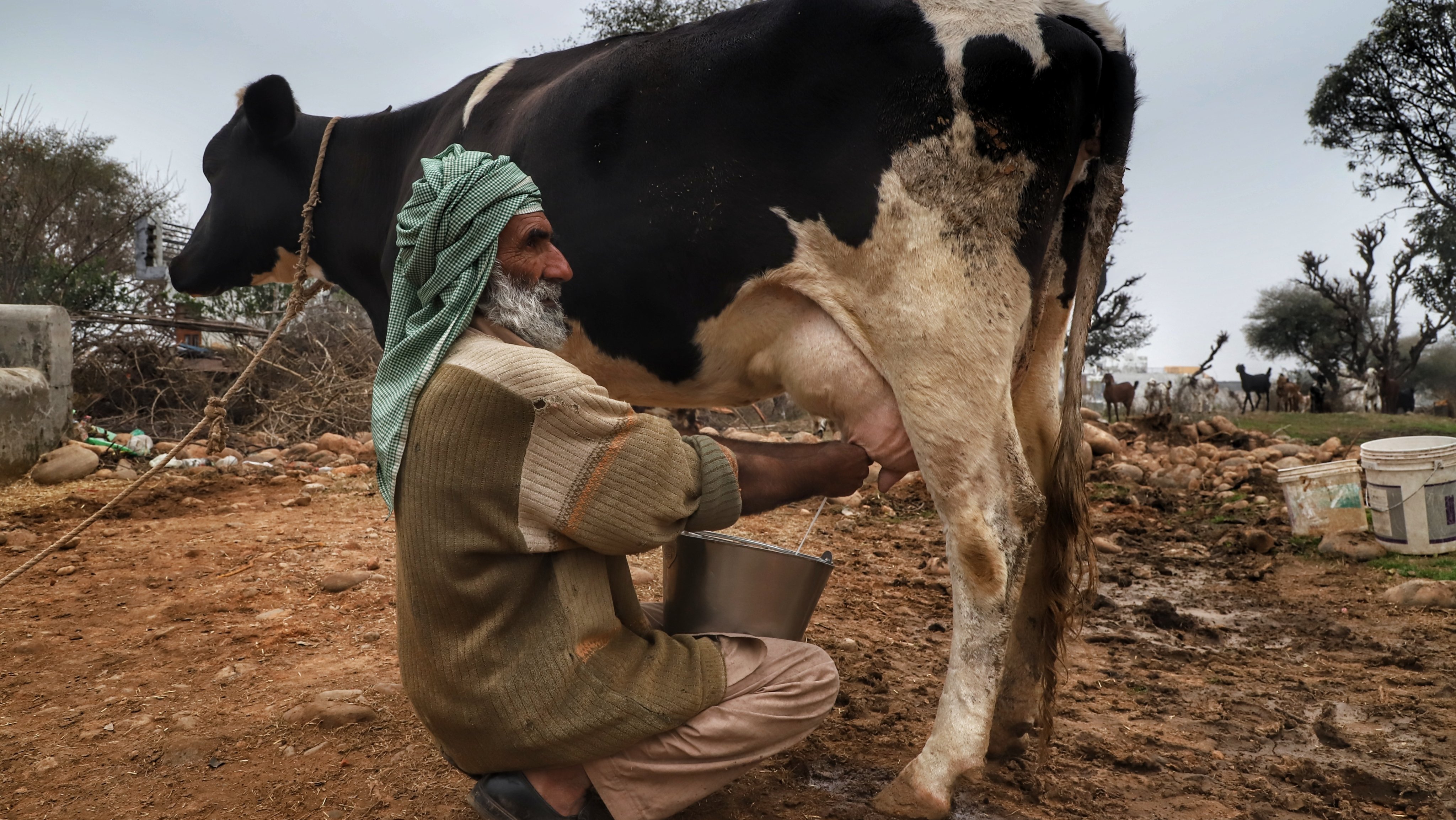Homem ordenha uma vaca, na Índia