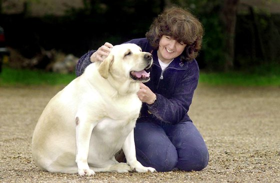 Dog owner Becky Jones pets four year-old labrador Chubby Charlie in Northfield Birmingham, United Kingdom, October 24, 2001. Chubby Charlie is forced to go on a crash diet after ballooning to an astonishing 168 pounds. (Photo by Mike Thomas/Express Newspapers/Getty Images)