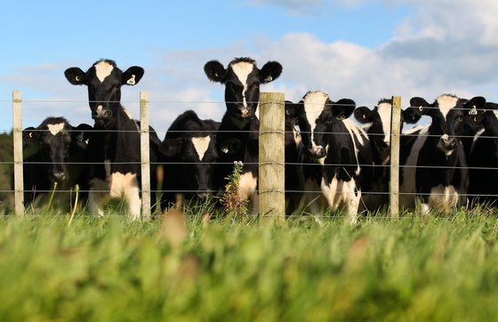 MORRINSVILLE, NEW ZEALAND - APRIL 18:  A herd of cows are seen through the lush green grass at a dairy farm on April 18, 2012 in Morrinsville, New Zealand. Raw milk sales are growing as more people are educating themselves on what they believe healthy food is. (Photo by Sandra Mu/Getty Images)