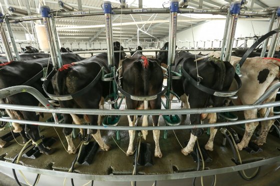 DARFIELD, NEW ZEALAND - NOVEMBER 30:  General view of milking dairy cows on a farm north Canterbury on November 30, 2012 in Darfield, New Zealand. Fonterra today is coinciding the opening of its new processing facility in Darfield with its release on the New Zealand Stock Exchange, launching with an expected NZD$550 million value.  (Photo by Martin Hunter/Getty Images)