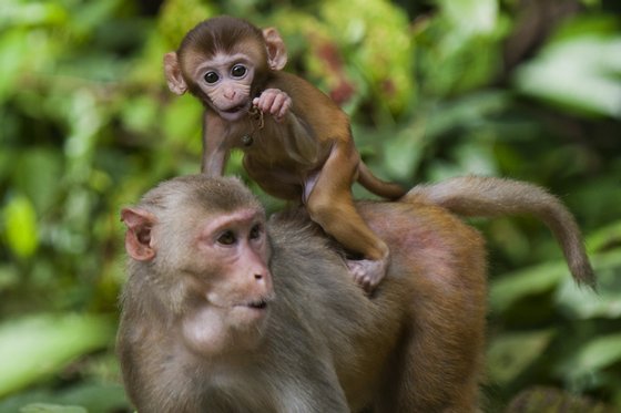 Os macacos rhesus sÃ£o usados como modelos em algumas experiÃªncias - Ye Aung Thu/AFP/Getty Images