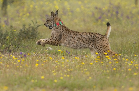 Iberian lynx Lila takes its first steps after being released on a farm near the village of Mazarambros near Toledo on April 24, 2015 part of an initiative to repopulate the endangered species. AFP PHOTO / PIERRE-PHILIPPE MARCOU        (Photo credit should read PIERRE-PHILIPPE MARCOU/AFP/Getty Images)