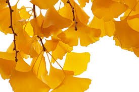 Uma Ã¡rvore muito presente nas ruas das nossas cidades, a Ginkgo, fÃ¡cil de identificar pelas suas folhas em forma de leque que, no outono, se tornam amarelo vivo