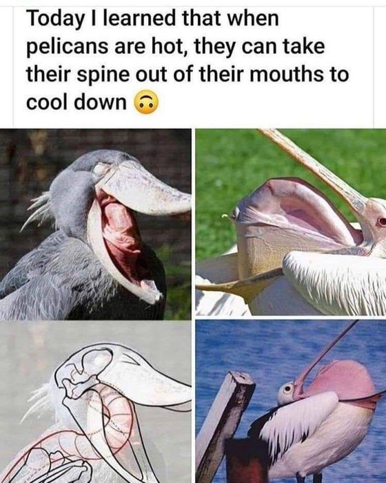 Hoje aprendi que quando os pelicanos estaÌƒo com calor, empurram a espinha para fora da boca para ficarem mais frescos