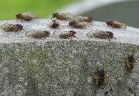 Cicadas from Broad X emerge in Pennsylvania
