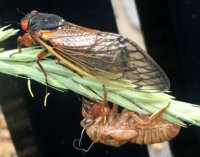 Cicadas from Broad X emerge in Pennsylvania