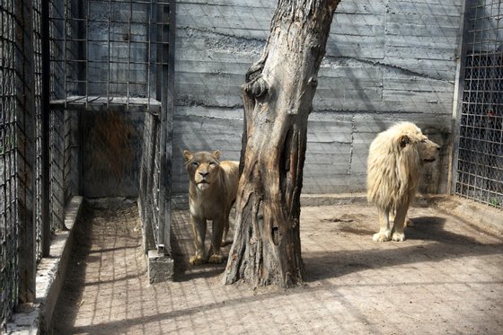 Two White Lions Were Evacuated From Kharkiv Ecopark To The Zoo In Odesa, Amid Russia's Invasion In Ukraine