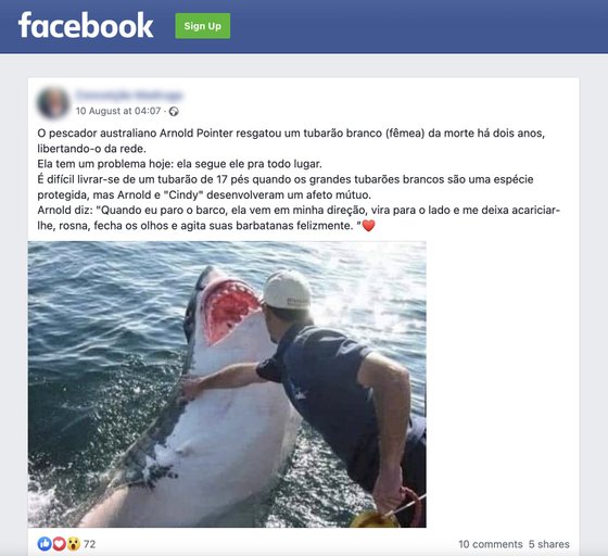 Fact check.  Fisherman saved the great white shark and now the animal follows him everywhere?