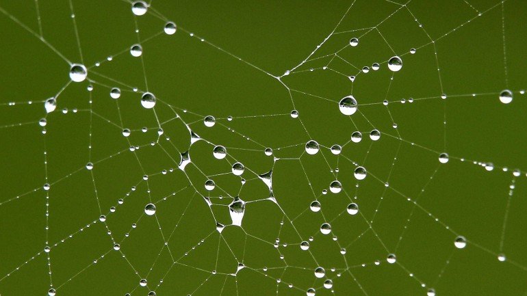 Japoneses desenvolveram seda feita de genes de aranha