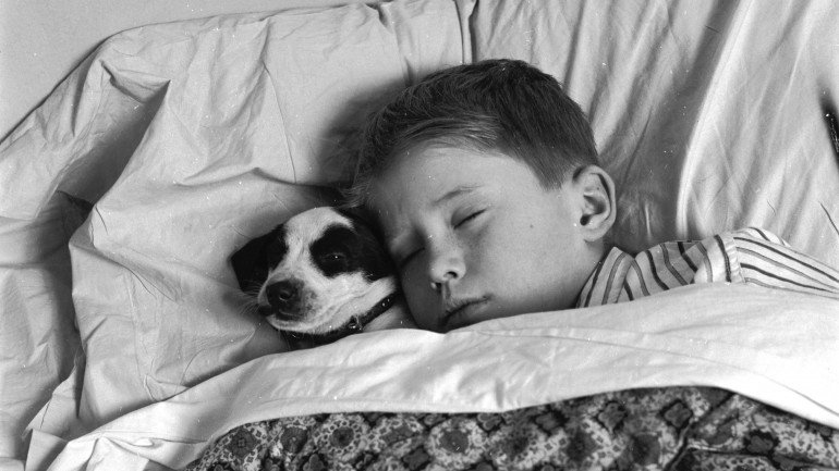 De acordo com os veterinários, não existe perigo em dormir com o animal de estimação desde que se mantenham as regras de higiene