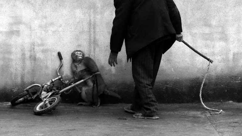 Treino de um macaco para o circo, na China