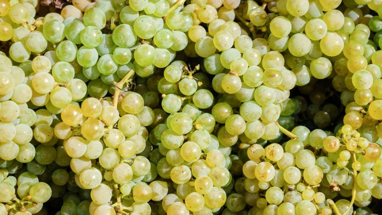 É a partir destas uvas que tudo acontece, no que ao vinho Alvarinho diz respeito.