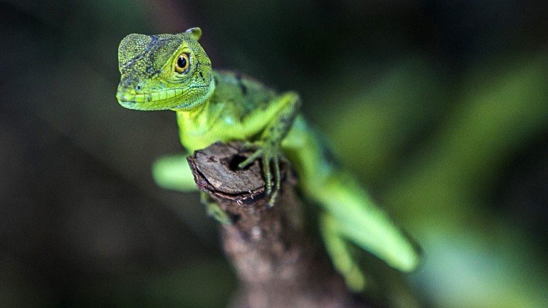 Até à data, apenas os geckos, pequenos lagartos dos países quentes, eram conhecidos por porem ovos de casca dura