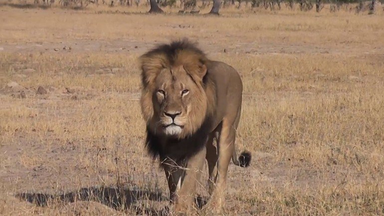 O leão Cecil esteve em destaque entre os animais cujas fotos cobriram 33 andares da fachada do edifício