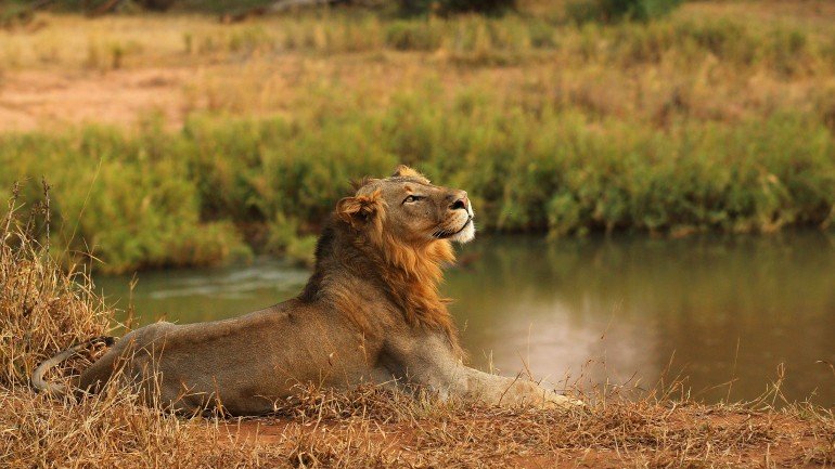 Em estado natural, um leão costuma viver cerca de 12 anos