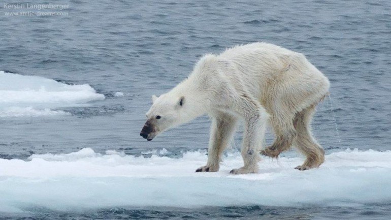 Este urso é uma fêmea, as que parecem ser mais afetadas pelas consequências das alterações climáticas