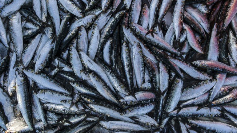 O Governo espera mais dados para definir o valor das quotas de pesca de sardinha em 2016