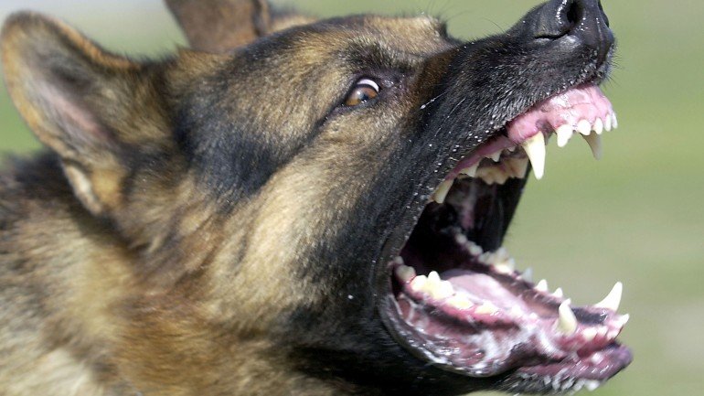 o ataque foi provocado por cão de raça pastor alemão