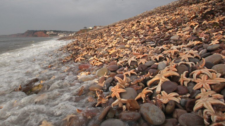 Por vezes grandes quantidades de estrelas-do-mar dão à costa por ação das marés - e não de doenças -, como no neste caso da costa britânica