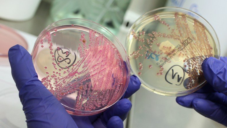 Cultura de bactérias em laboratório