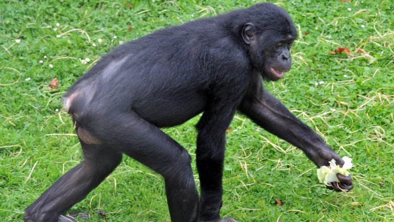 Normalmente os chimpanzés deslocam-se sobre os quatro membros
