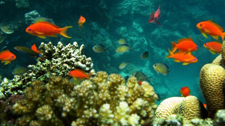 Os oceanos continuam a ser um dos ecossistemas mais ameaçado
