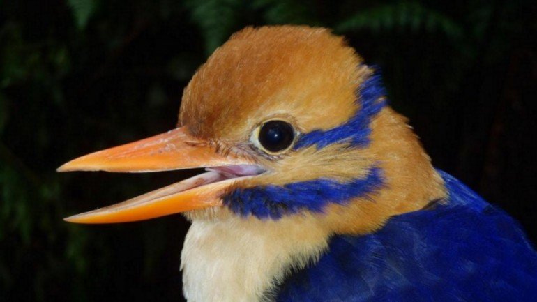 A espécie Moustached Kingfisher (Bigodudo), caracterizada pelo seu pêlo colorido em tons de laranja e azul.