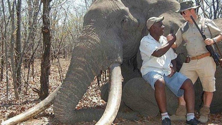 Este foi o maior elefante morto em mais de 30 anos. (Foto retirada da página de Facebook da  International Animal Rescue Foundation World Action South Africa)