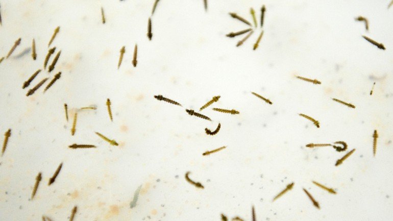Larvas do mosquito transmissor da malária