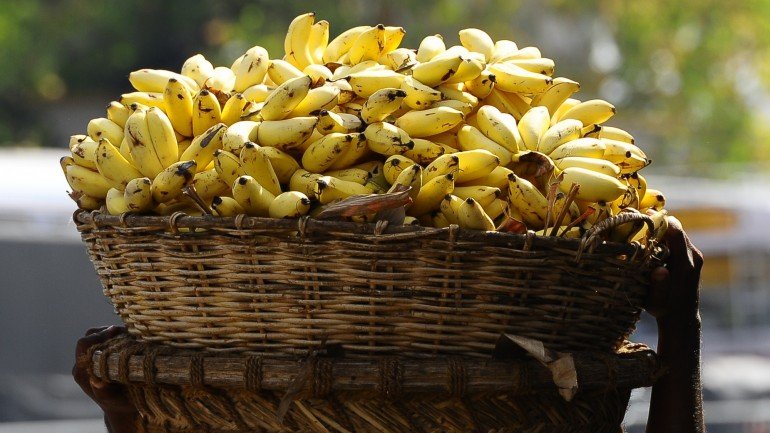Será preciso criar novas variedades para não se correr o risco de ficarmos sem bananas