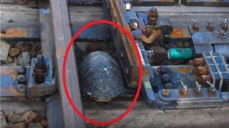 Um exemplo de uma tartaruga presa nas junções dos carris