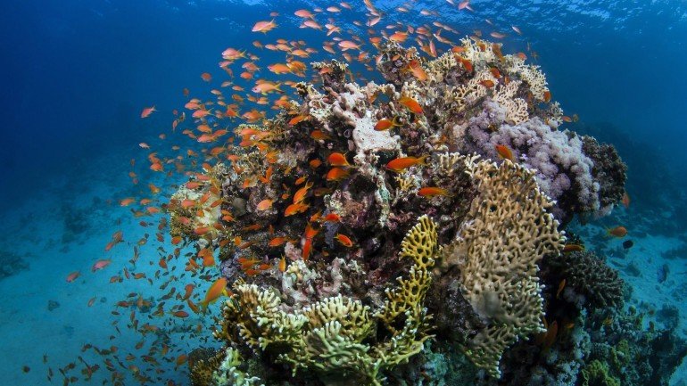 Com o aumento da temperatura em meio grau centígrado, 25% dos corais do recife vão perder capacidade de tolerar o branqueamento