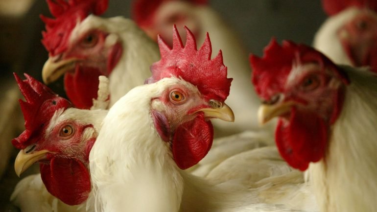 O fundador da Microsoft, Bill Gates, está a oferecer galinhas a países mais pobres