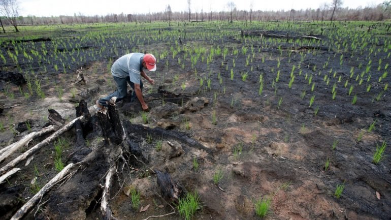 490.000 hectares de floresta intacta desapareceram na China, entre 2000 e 2013