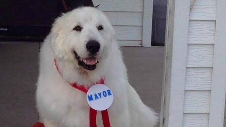 Duke, o cão com a sua medalha identificativa de mayor