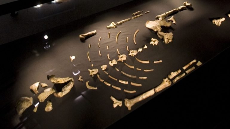 O esqueleto está habitualmente no Museu Nacional da Etiópia, mas foi levado à Universidade do Texas para ser analisado
