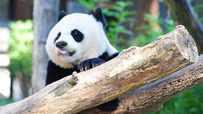 O animal, que vive apenas em algumas regiões de montanha na China, estava em perigo de extinção desde 1990