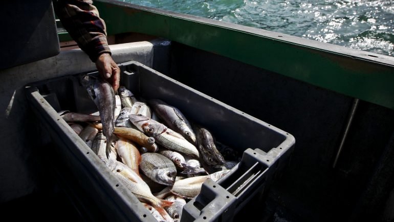 Bruxelas propõe que a pesca do tamboril veja uma subida mas que a pesca da pescada seja cortada.