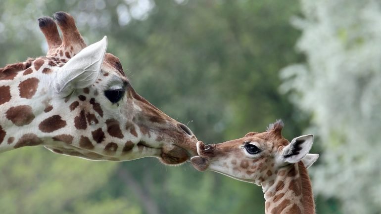 Segundo o União Internacional para a Conservação da Natureza, nos últimos 30 anos a quantidade de girafas no mundo desceu de 157.000 para 97.500