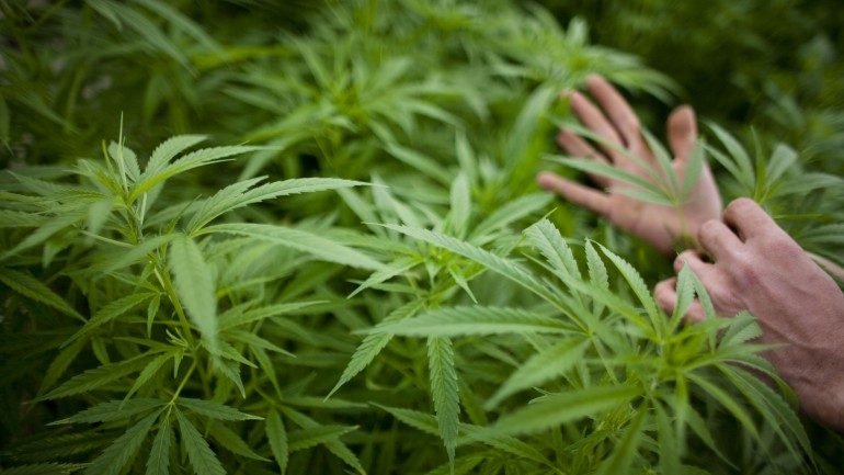 O consumo de marijuana passa a ser sancionado com multa se for consumido em público