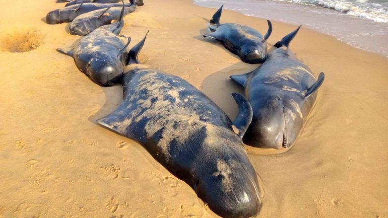 Este é o maior incidente com baleias encalhadas na Nova Zelândia