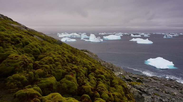 A continuar a aumentar a temperatura, ainda que de forma moderada, e a crescer o degelo, a Antártida &quot;será um lugar mais verde no futuro&quot;.