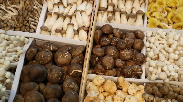 Os cogumelos mágicos tem sido usados para tratamento de depressões graves e ansiedade