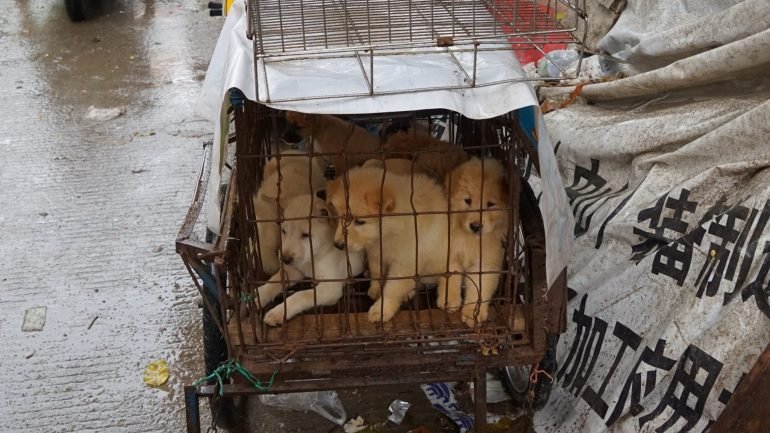 O Dog Meat Festival é um evento tradicional organizado anualmente na China onde são sacrificados milhares de cães e gatos