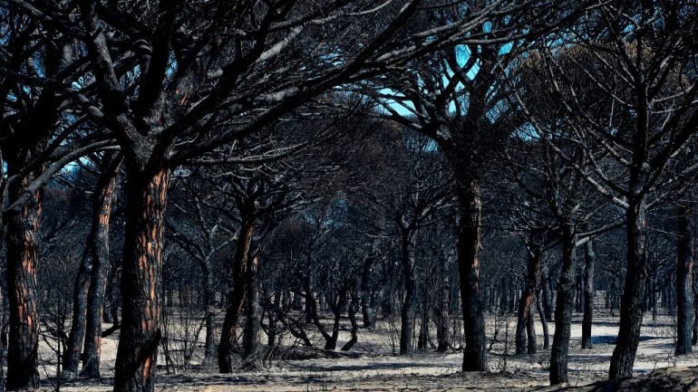 O incêndio em Espanha chegou até ao Parque Natural de Doñana e obrigou à evacuação de duas mil pessoas