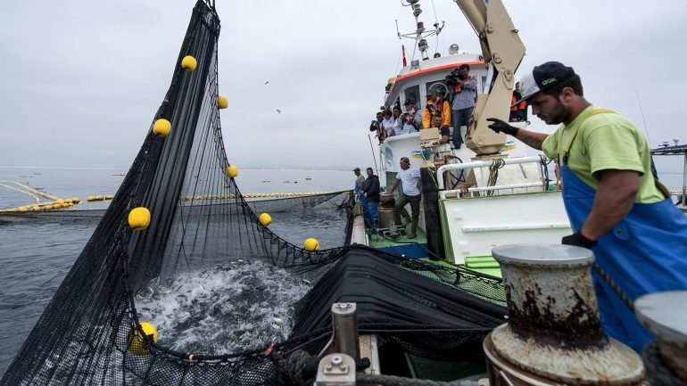 Cerca de 40 navios de Portugal, Espanha, Itália, Grécia e França pescam nas águas guineenses espécies como atum e camarão