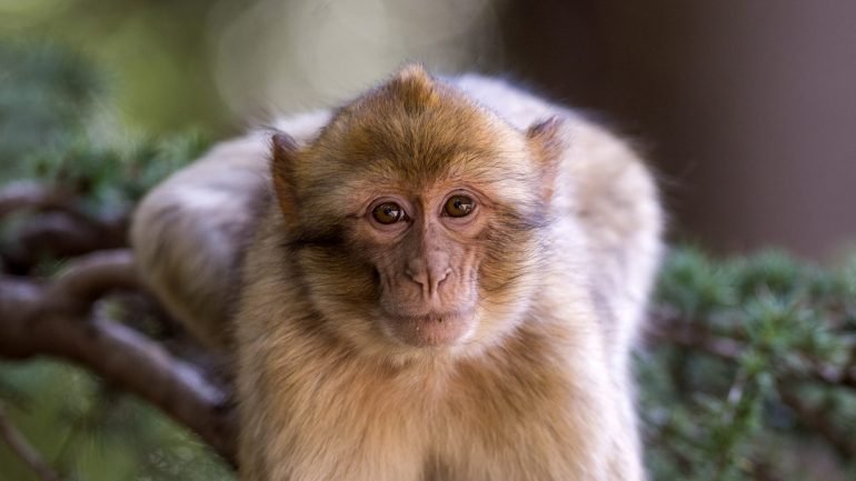 O macaco de Gibraltar está em perigo de extinção. É o único primata, além do homem, a viver livremente na Europa