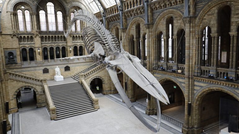 O esqueleto da baleia azul tem o nome de &quot;Hope&quot; (em português, &quot;Esperança&quot;)
